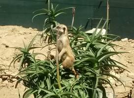 Jardin Zoologique Tropical