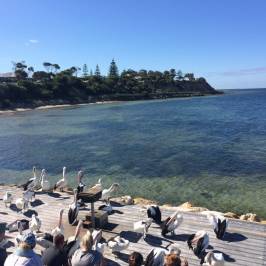 Pelican Feeding