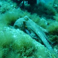 Tavolara Diving