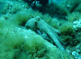 Tavolara Diving