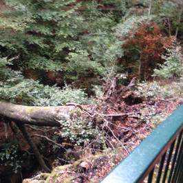 Healey Dell Nature Reserve