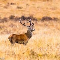 Exmoor Barle Valley Wildlife Safari - Day Tours