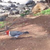 Hanakao'o Beach Park