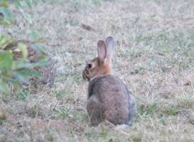 Shorne Woods Country Park