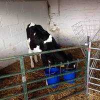 Amerton Farm