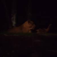 Night Safari Wallaby Trail