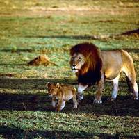 African Guide Adventure