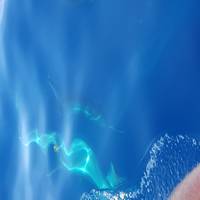Flipper Uno Whale Watching Excursions