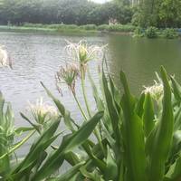 Qijiang Park