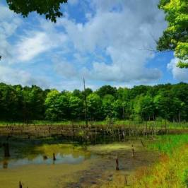 Ontario County Park at Gannett Hill