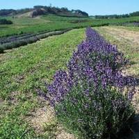 Loess Hills Lavender Farm