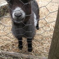 Rare Breeds & Children’s Farm