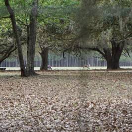 Oakland Nature Preserve
