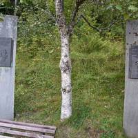 The Royal Birch and the Peace Grove