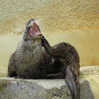 Parc Animalier de Gramat