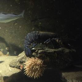 Sognefjord Aquarium