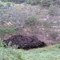 Bracken Bat Flight