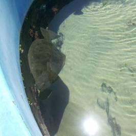 SEA Lab