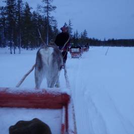 Lapland Safaris