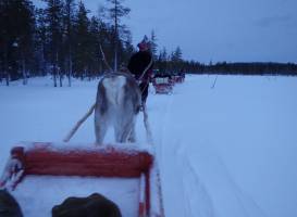 Lapland Safaris
