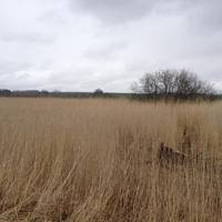 Norrestrand
