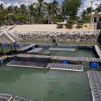 Tukik Babel Sea Turtle Conservation
