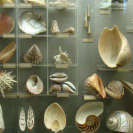 Musée Gassendi