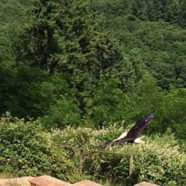 Greifvogelpark