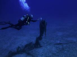 Ege Octopus