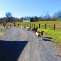 Catskill Animal Sanctuary