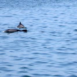 Zeepaard Boat Tours