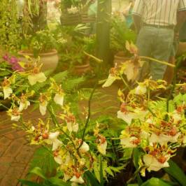 Orchid Display House