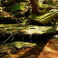 Clarks Gully