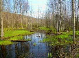 West River Marsh
