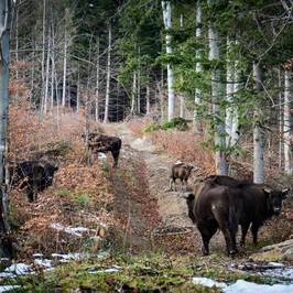 Zimbra Reserve Dragos Voda
