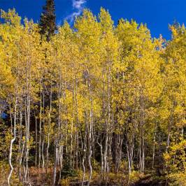Guardsman Pass Scenic Backway
