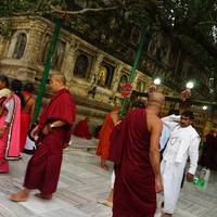 Bodhi Tree