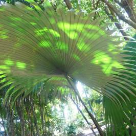Mackay Regional Botanic Gardens