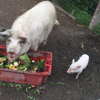 Natureland Zoo