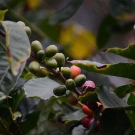 Beaver Creek Coffee Farm