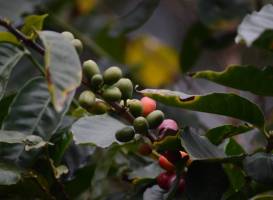 Beaver Creek Coffee Farm