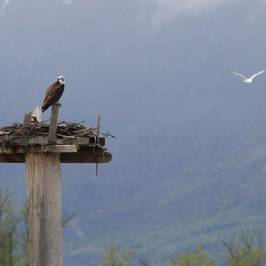 Salmon Arm Wharf