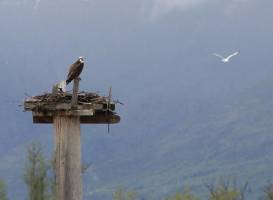 Salmon Arm Wharf