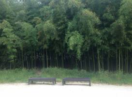 Taehwa River Seepri Bamboo Grove