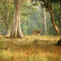 Mahavir Harina Vanasthali Wildlife Park