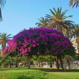 Plaza Colon
