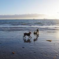 Rosie's Dog Beach