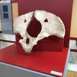 Museo Numantino