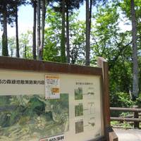 Aoba Green forest