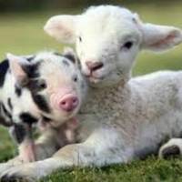 Newham Grange Country Farm